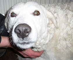 Molli