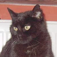Nerina