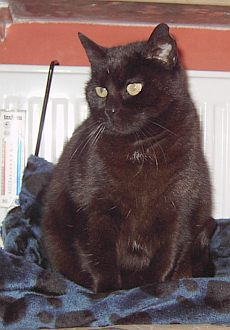 Nerina