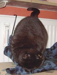 Nerina
