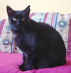 Nerina