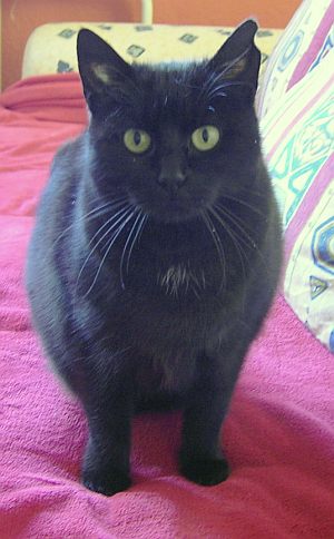Nerina