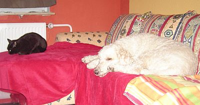 Nerina