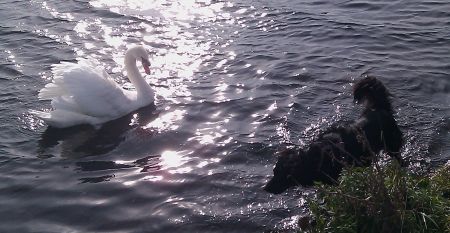 Paulina und der Schwan