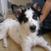 Pepita
