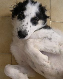 Pepita