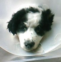 Pepita