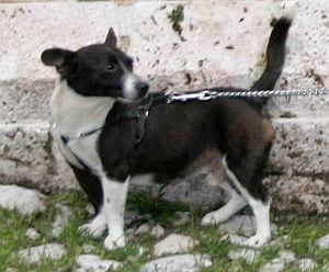 Peppe