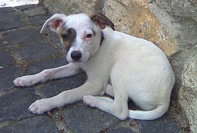 Pina Liscia