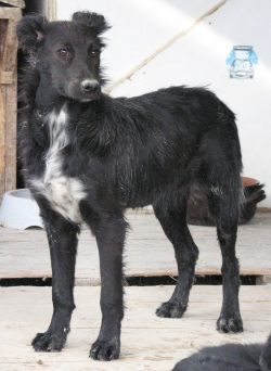 Pipilotta
