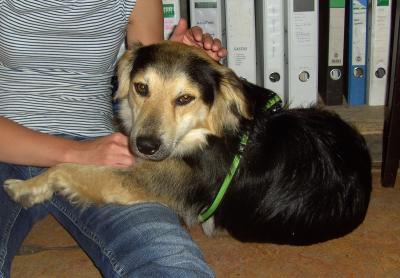 Pipi