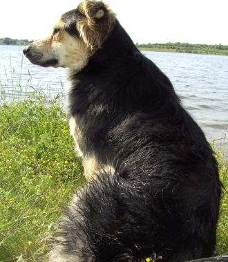 Pipi