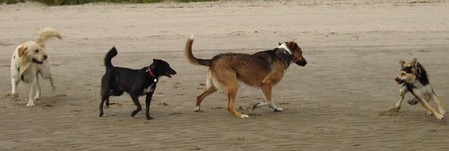 Pipi am Strand