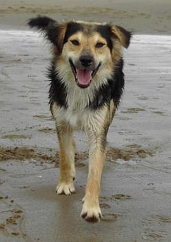 Pipi