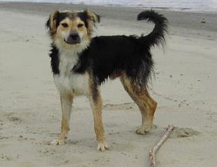 Pipi