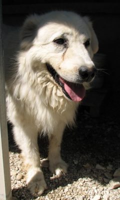 Pirata