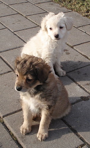 Selma und Sabea