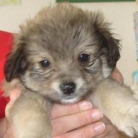 Samson