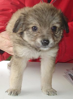 Samson