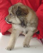 Samson