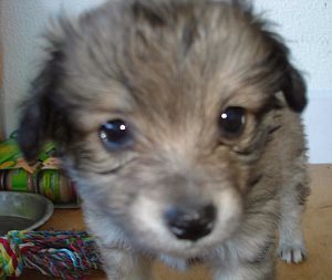 Samson