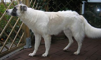 Sciana