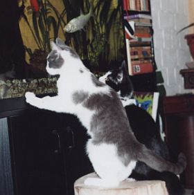 Sissy und Silvio