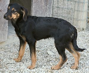 Staela