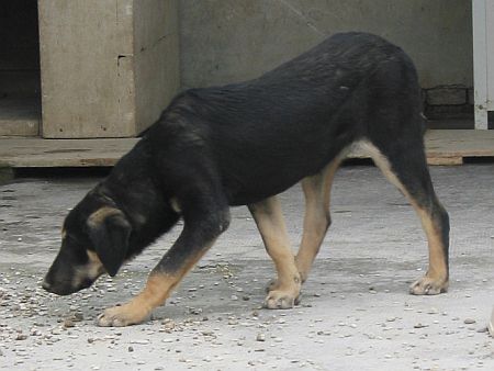 Velina