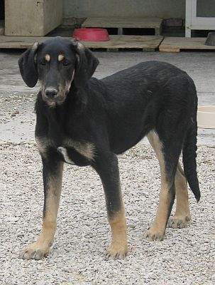 Velina