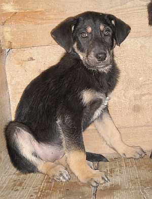 Velina