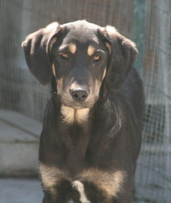 Velina