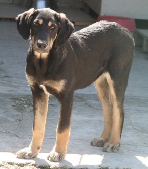 Velina