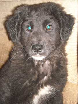 Vincenzo