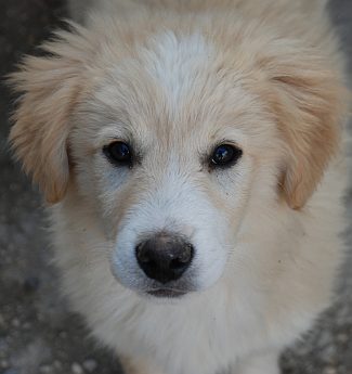 Alan