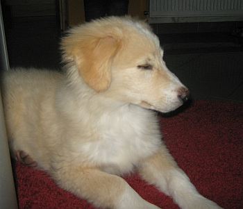 Alan