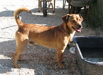 Alberino