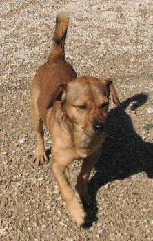Alberino