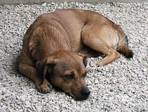 Alberino