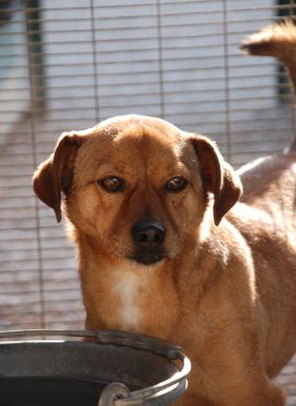 Alberino