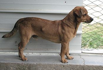 Alberino