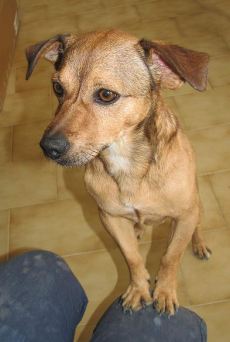Alberino