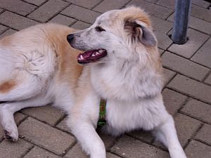 Ambra