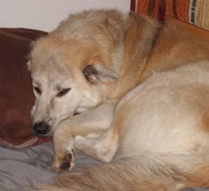 Ambra