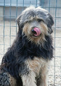Barbi