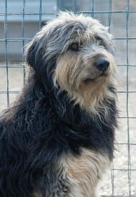 Barbi