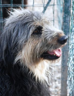 Barbi