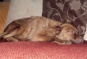 Betsy