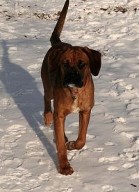 Toben im Schnee