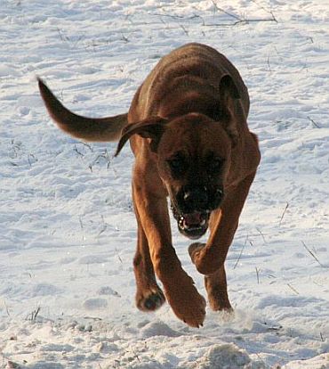 Toben im Schnee